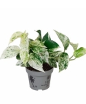 Epipremnum Snow Queen M