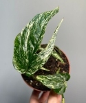 Amydrium Zippelianum 'Variegata'