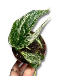 Amydrium Zippelianum 'Variegata'