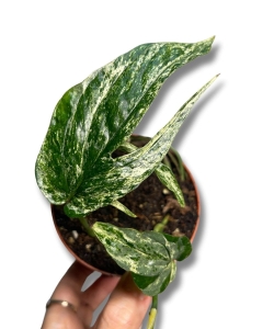 Amydrium Zippelianum 'Variegata'