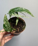 Amydrium Zippelianum 'Variegata'