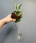 Amydrium Zippelianum 'Variegata'