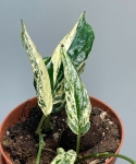 Amydrium Zippelianum 'Variegata'