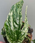 Amydrium Zippelianum 'Variegata'