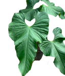 Projekt bez nazwy (4).png