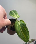 Anthurium villenaorum S/M