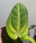 Anthurium villenaorum S/M