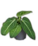 Anthurium villenaorum