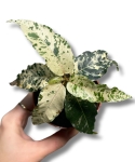 Ficus Aspera Variegata