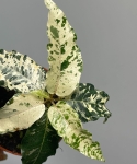 Ficus Aspera Variegata