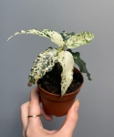 Ficus Aspera Variegata