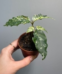 Ficus Aspera Variegata