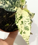 Ficus Aspera Variegata