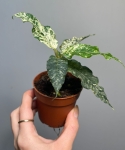 Ficus Aspera Variegata