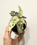 Ficus Aspera Variegata