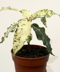 Ficus Aspera Variegata