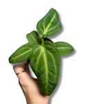 Anthurium villenaorum
