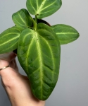 Anthurium villenaorum