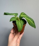 Anthurium villenaorum