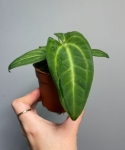 Anthurium villenaorum