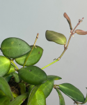 Hoya Bilobata
