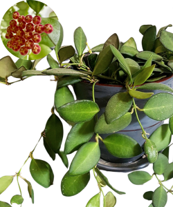 Hoya Bilobata