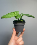 Anthurium villenaorum