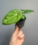 Anthurium villenaorum