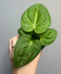 Anthurium villenaorum