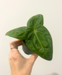 Anthurium villenaorum