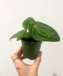 Anthurium villenaorum