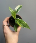 Monstera Frozen Freckles S