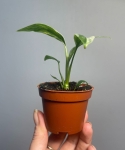 Monstera Frozen Freckles S