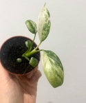 Monstera Frozen Freckles S