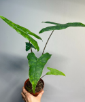 Alocasia reticulata
