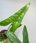 Alocasia reticulata