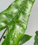 Alocasia reticulata