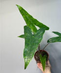 Alocasia reticulata