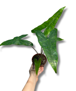 Alocasia reticulata