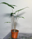Alocasia reticulata