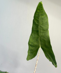 Alocasia reticulata
