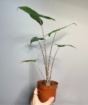 Alocasia reticulata