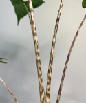 Alocasia reticulata