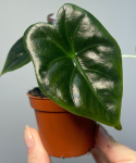 Alocasia Golden Bone S