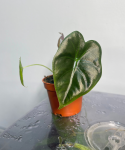 Alocasia Golden Bone S