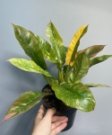 Philodendron Ring Of Fire - M