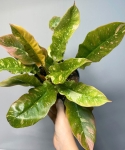 Philodendron Ring Of Fire - M