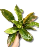 Philodendron Ring Of Fire - M