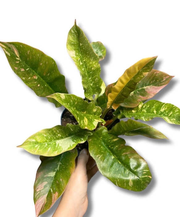 Philodendron Ring Of Fire - M