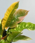 Philodendron Ring Of Fire - M